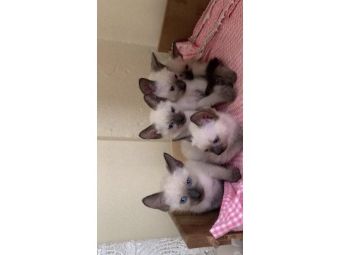 3 aylık kırık kuyruk siyam kedisi