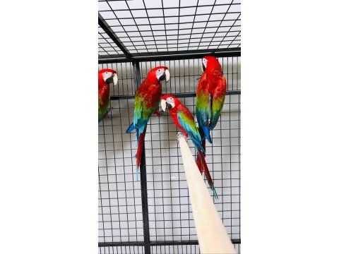 Kırmızı macaw ara papağanları