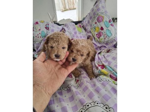Trde tek teacup kore maltipoo
