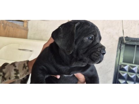 Cane corso 35 günlük yavrular