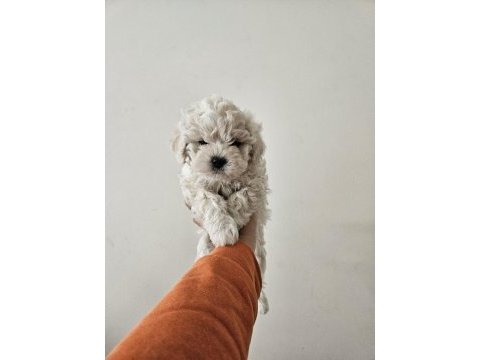 Maltese terrier yavru köpeklerimiz