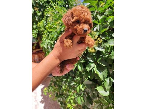 Peluş toy poodle ayıcıklarım