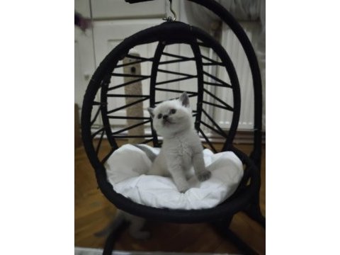 British shorthair blue point yavrularımız