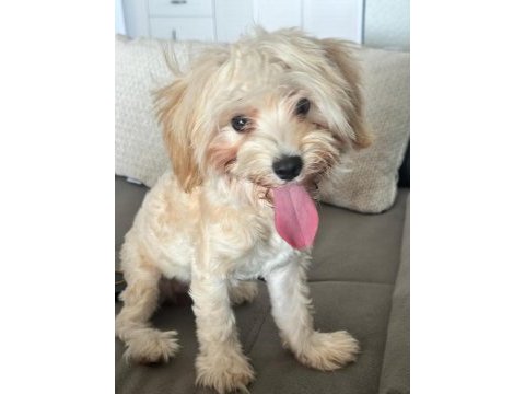 Dişi maltipoo