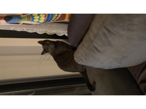 Russian blue kedimize geçici yuva