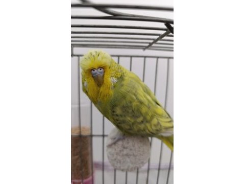 Show jumbo muhabbet kuşu