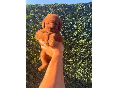 Dişi red brown toy poodle