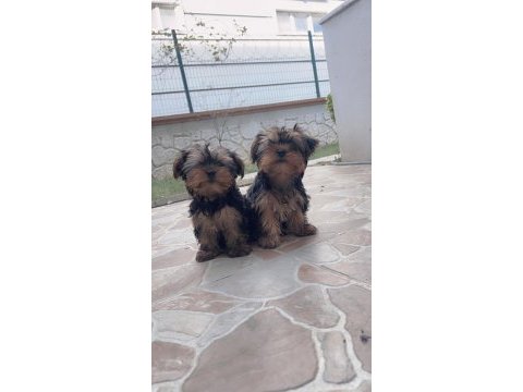 Oyuncu yorkshire terrier bebekler