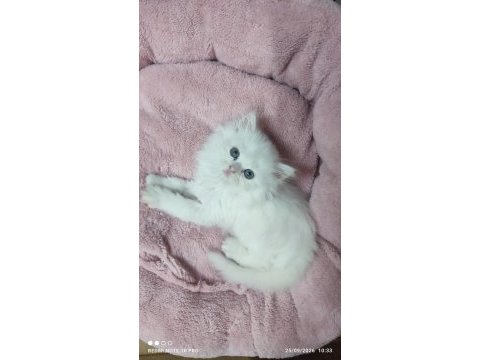 British longhair dişi