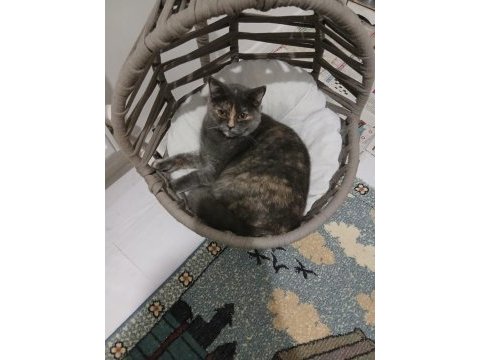 Dişi 7 aylık british shorthair