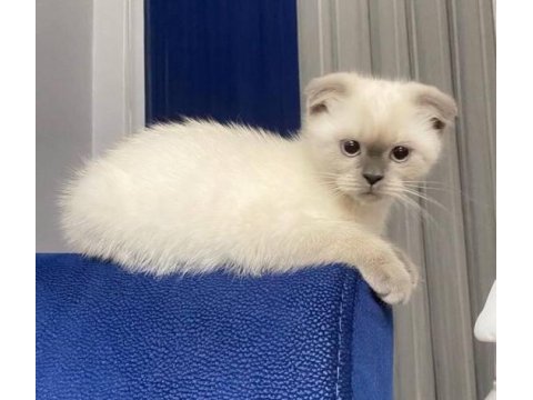 Scottish fold blue point yavru kedisi