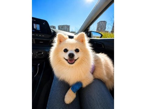 11 aylık dişi pomeranian