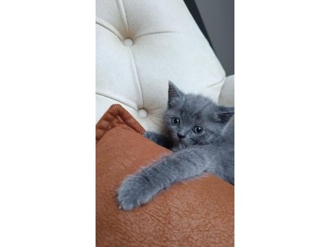 Safkan orijinal british shorthair yavrularımız