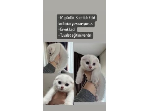 Dünyalar tatlısı scottish fold