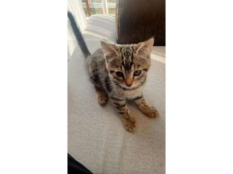 Tekir kedimiz sahibini bekliyor