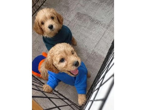 Dişi erkek tuvalet eğitimli maltipoo yavrular