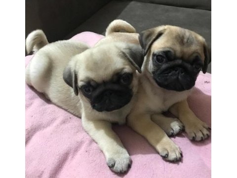 Pug mops yavrular
