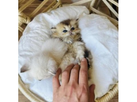 Golden british longhair yavrusu