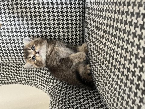 Özel renk british shorthair kediler dişi erkek mevcut