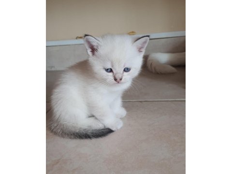 British shorthair beyaz pamuk gibi yavrular