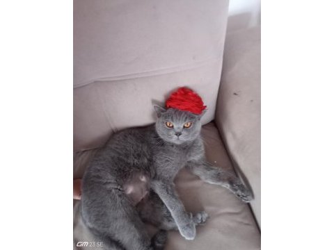 Sahibinden british shorthair kedimiz