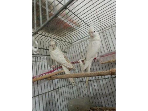Albino takım sultan papağanı erkeği konuşur