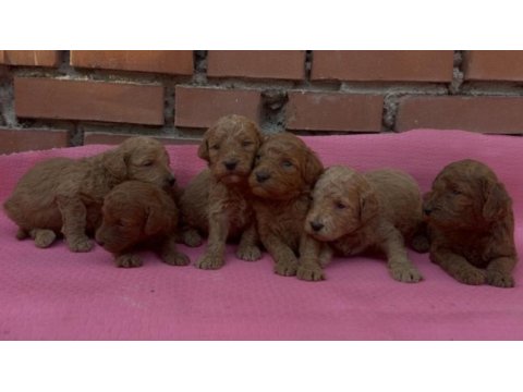 Muhteşem güzellikte toy poodle bebekler