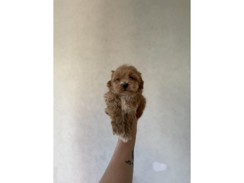 Dişi ve teacup erkek kore maltipoo bebişler