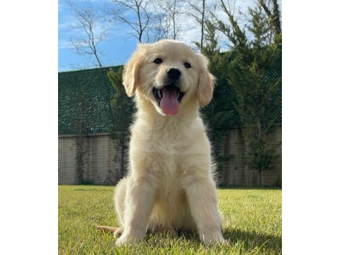 Golden retriever bebeklerimiz üst kalite