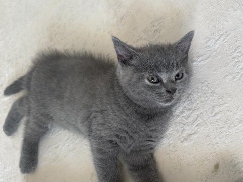 2 yavru ve annesi kedilerimiz sahiplendirilecektir