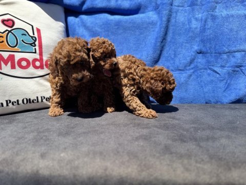 Profesyonel çiftlikden ziyarete açık kore toy poodle