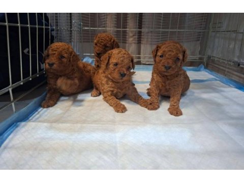 Toy poodle yavrular sağlıklı gelişim özenli bakım