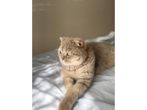 Scottish fold 3 yaşında