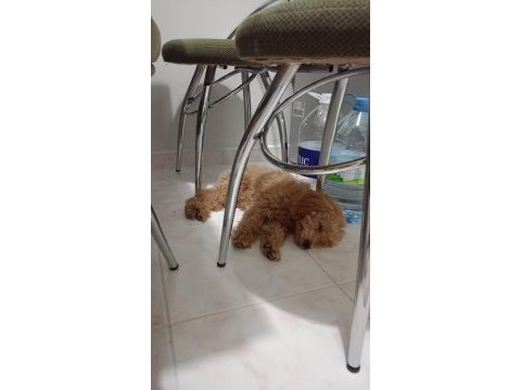 Yavru 3-4 aylık toy poodle