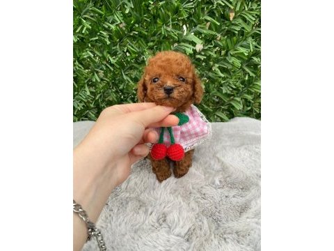 Toy poodle bebekler