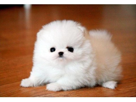 Pomeranian boo erkek dişi yavrularımız