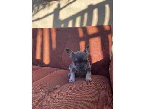 Mükemmel kalite blue tan dişi french bulldog