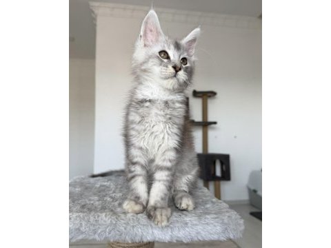 Xxxl maine coon erkek wcf kayıtlı
