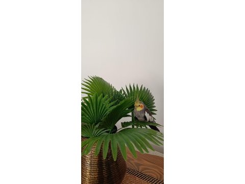 2 aylık şeker gibi sultan papağanı daha bebek