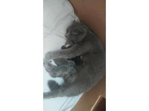Scottish fold prenses yuva arıyor