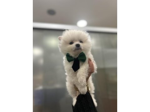 Sıfır numara pomeranian bebekler