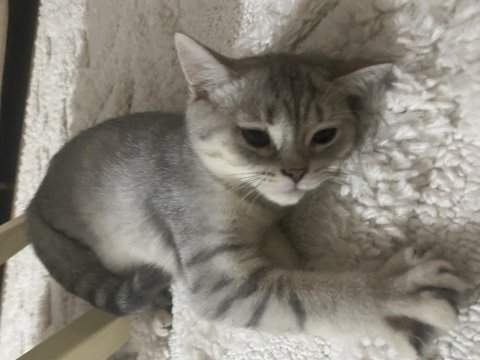 2 tane british shorthair yavrularımız