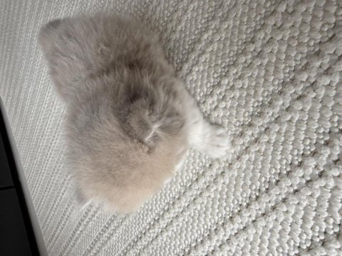 British longhair ny erkek yavru
