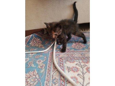 Yavru kedilere yuva aranıyor