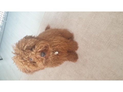 Poodle oğlumuza sıcak bir yuva arıyoruz