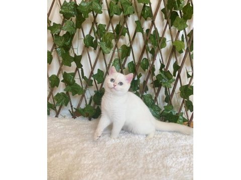 British shorthair golden point dişi ny1233