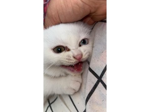 Scottish fold yavru kedimiz