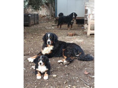 Bernese mountain dog