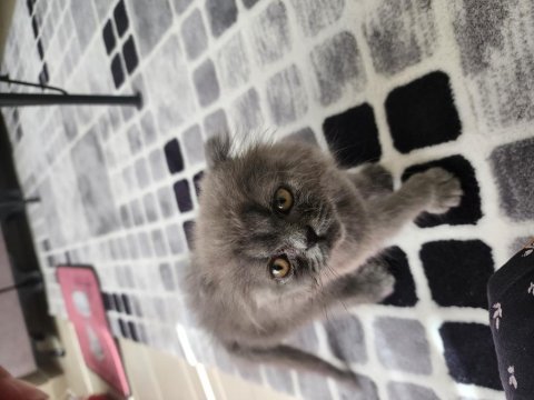 Scottish fold