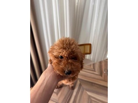 3 aylık erkek toy poodle